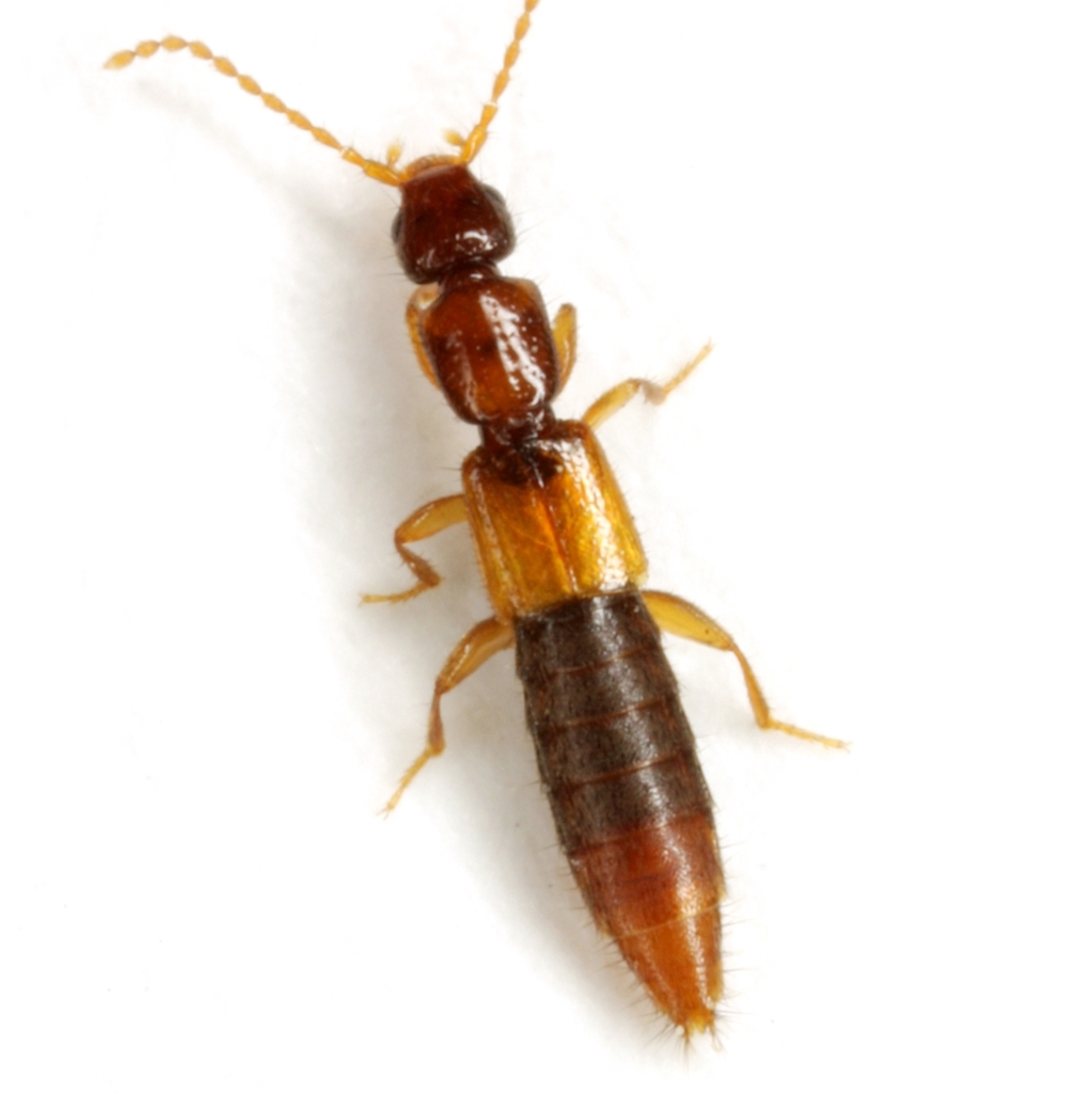 Lobrathium
