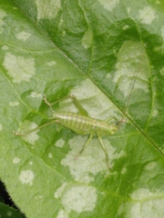 Tettigonia