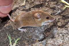 Mus indutus pretoriae