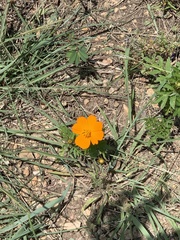 Cosmos sulphureus