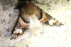 Drasteria pallescens