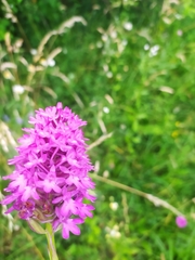 Anacamptis pyramidalis
