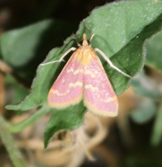 Pyrausta signatalis