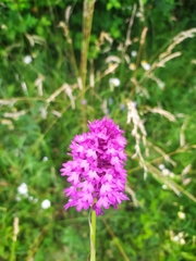 Anacamptis pyramidalis