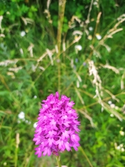 Anacamptis pyramidalis
