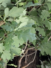 Quercus robur