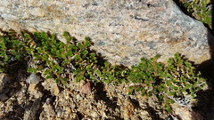 Selaginella eremophila