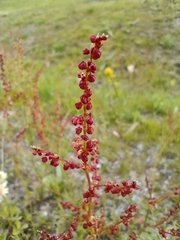 Rumex