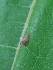 Megophthalmus scanicus