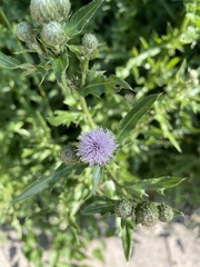 Cirsium arvense