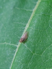 Megophthalmus scanicus