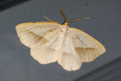 Euchlaena irraria