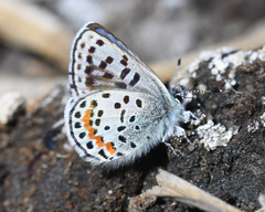 Euphilotes heracleoides