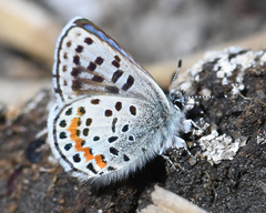 Euphilotes heracleoides