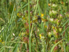 Libelloides hispanicus