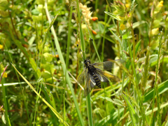 Libelloides hispanicus