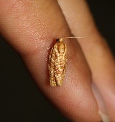 Choristoneura houstonana