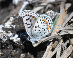 Euphilotes heracleoides