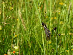 Libelloides hispanicus