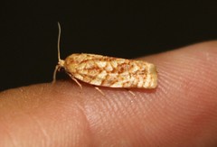 Choristoneura houstonana