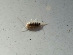Thermobia domestica
