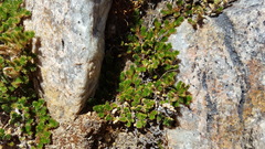 Selaginella eremophila