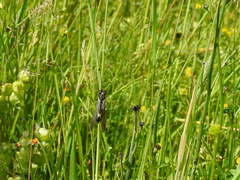 Libelloides hispanicus