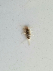 Thermobia domestica