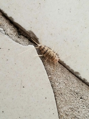 Thermobia domestica