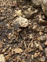 Celastrina echo sidara