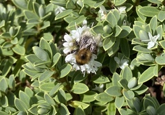 Bombus humilis