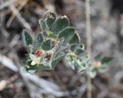 Acmispon denticulatus