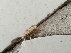 Thermobia domestica