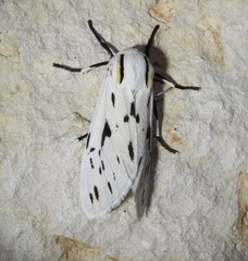 Ectypia bivittata