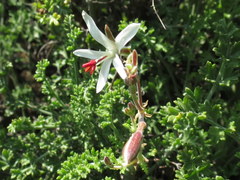 Pelargonium dasyphyllum
