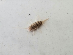 Thermobia domestica