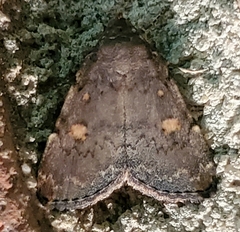 Idia diminuendis