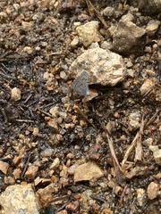 Celastrina echo sidara