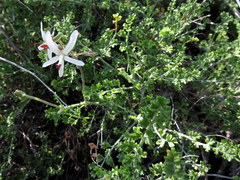 Pelargonium dasyphyllum