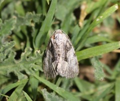 Chytonix palliatricula