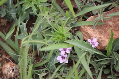 Dyschoriste linearis