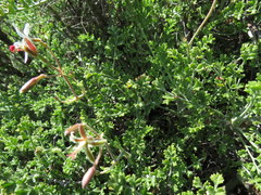 Pelargonium dasyphyllum
