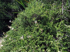 Pelargonium dasyphyllum