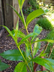Allamanda blanchetii