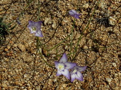 Wahlenbergia prostrata