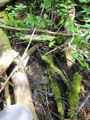 Peziza ampliata