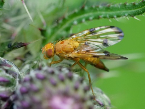 Xyphosia miliaria nuotrauka