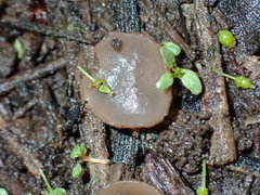Peziza ampliata