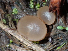 Peziza ampliata