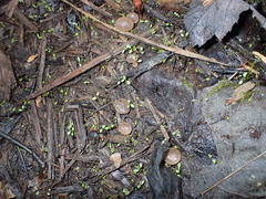 Peziza ampliata